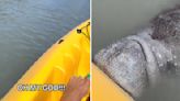 Friendly Manatee Surprises Kayaker In Mosquito Lagoon