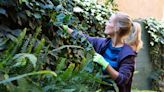 Remove ivy quickly with expert’s effective home remedy so it doesn’t grow back