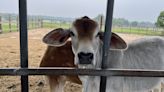 Limited testing of raw milk for bird flu leaves safety questions unanswered