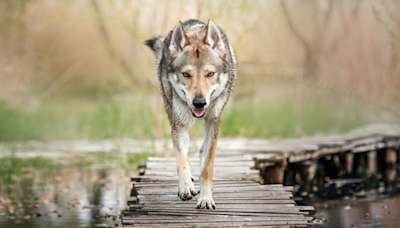 People Are Convinced That Woman Is Unknowingly Walking Around Paris With a Wolf