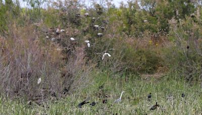 Un mal vallado acaba con la nidada de moritos y garzas de esta temporada en Doñana