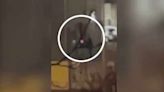 Hamburg shooting: Video seemingly shows moment gunman opens fire on Jehovah's Witness centre