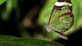 La asombrosa mariposa que tiene sus alas transparentes