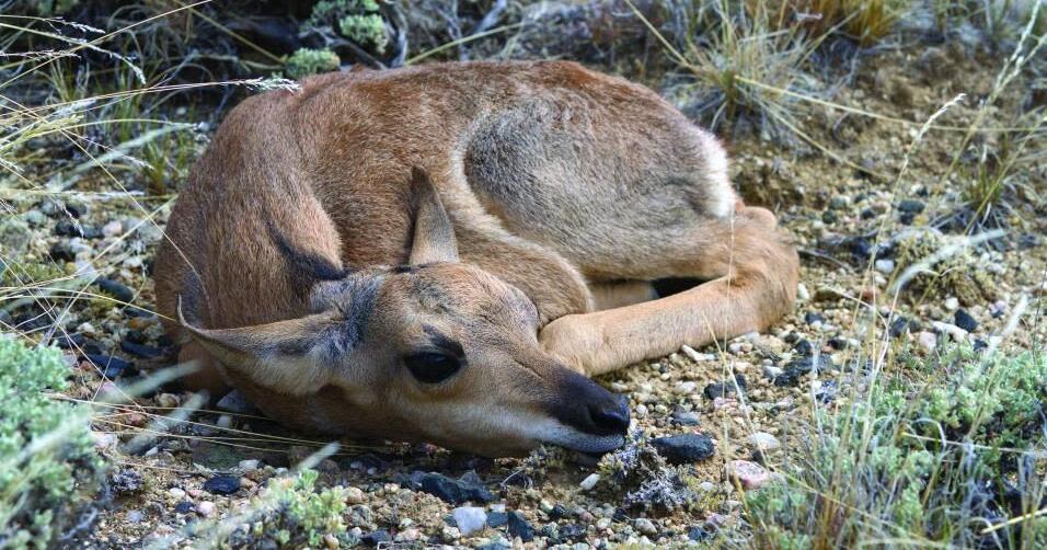 Wyoming Game and Fish: Don't approach newborn wildlife