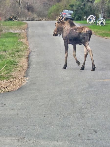 Police ask residents to give wide berth to moose wandering in East Greenbush