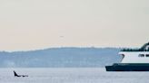 Orcas aren’t attacking boats — they’re just playful teens, scientists say - The Boston Globe