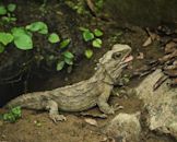 Reptiles of New Zealand