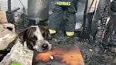 Video: el desconsolado llanto de un perro que vio cómo se incendiaba su hogar | Por las redes