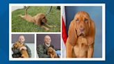 Puppies join Prince William County Police Department