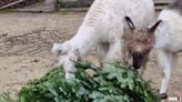 Animals at Swiss zoo munch on unsold Christmas trees