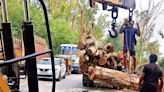 District NGOs meet MP over proposed felling of 7K trees on Patiala-Sirhind road