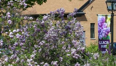 ‘A lot of purple’: May means Lilac Time in Lombard