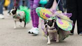 Canines in Couture Walk Runway at Northport Dog Parade