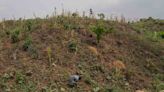 DR Congo conflict fuels forest loss