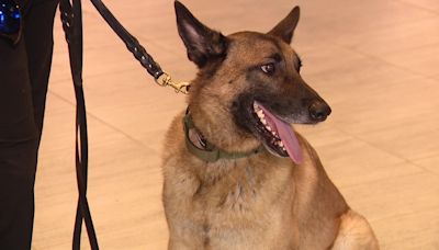 TPA welcomes new canine to its K-9 bomb squad ahead of busy summer travel season