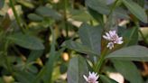 Boaters may recognize this wetland weed clogging waterways | Mystery Plant