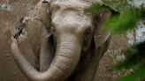 Wild elephant killed after coming in contact with live wire in Tripura’s Gomati district