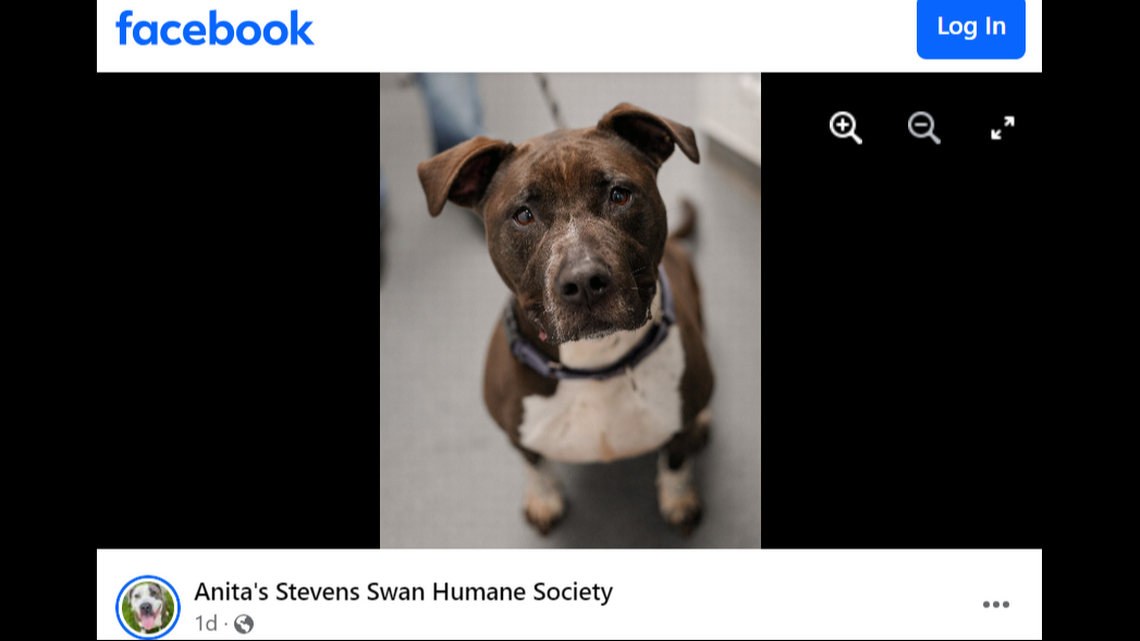 Shelter dog with ‘sweet eyes’ still needs home after 3 years. ‘Craves human attention’