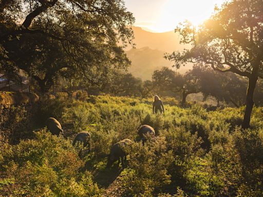 Traveling to the Source of Spain's Ibérico Ham