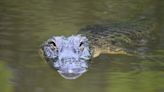 Las diferencias entre un caimán y un cocodrilo, según National Geographic