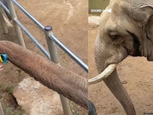 Elephant at China zoo returns shoe to little boy; Mountain Range wins hearts