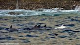 ‘Rare’ white dolphin seen swimming with pod near South Africa. See photos of the baby