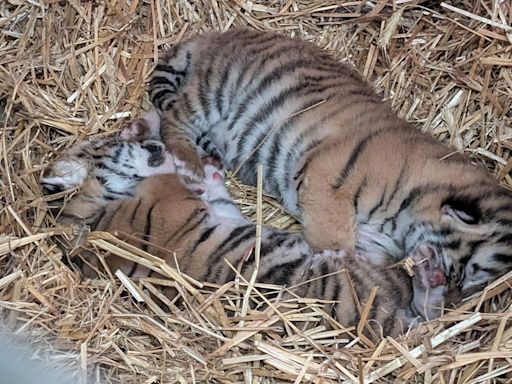 Como Zoo welcomes birth of 2 rare Amur tiger cubs