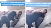 Laughter as dog "confused" over why photo of dad won't acknowledge him