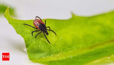 Tick Borne Disease: symptoms and prevention tips of Rapidly Spreading Tick Borne Illness in Canada | - Times of India