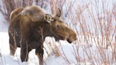 Watch what happens when a wayward moose gets loose at Colorado ski resort