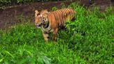 Forest Department aborts rewilding of rescued tiger, shifts animal to Vandalur zoo