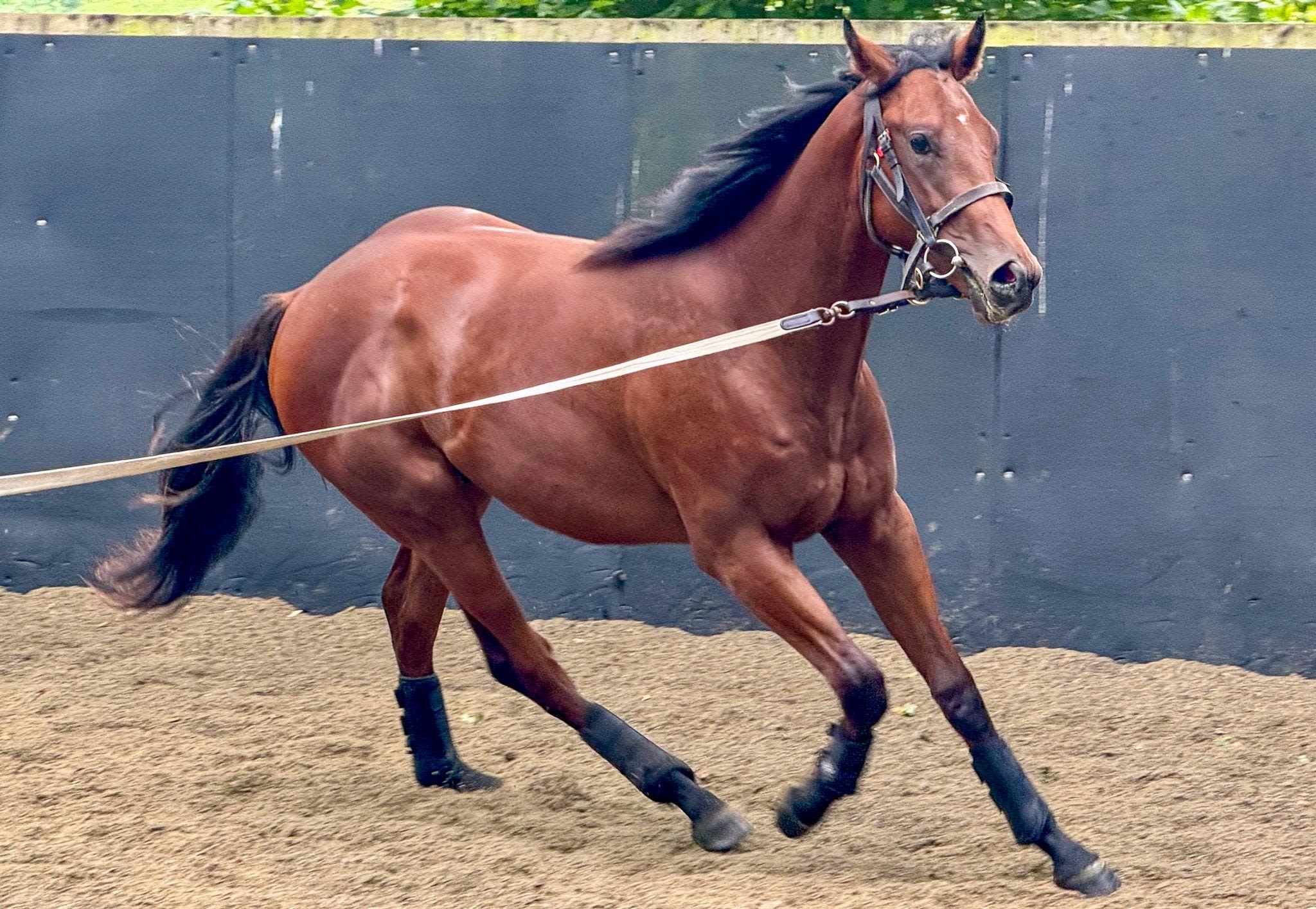 Racehorse poo analysis predicts future success