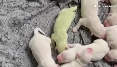 Puppy born with unique Key lime green color in ‘Key Lime State’ of Florida