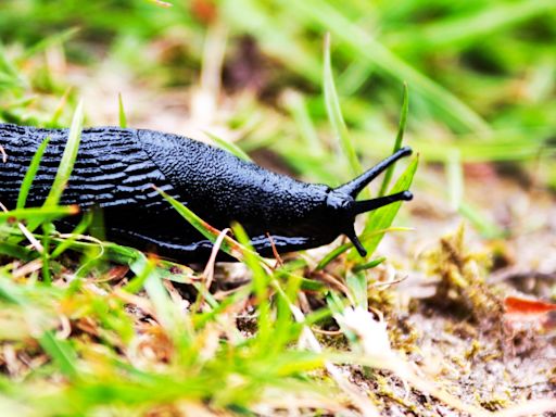 Gardeners stunned by £1.50 household item that banishes slugs overnight