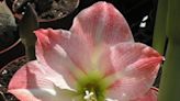 Amaryllis flowers can brighten any landscape; here's how to grow them | Sally Scalera