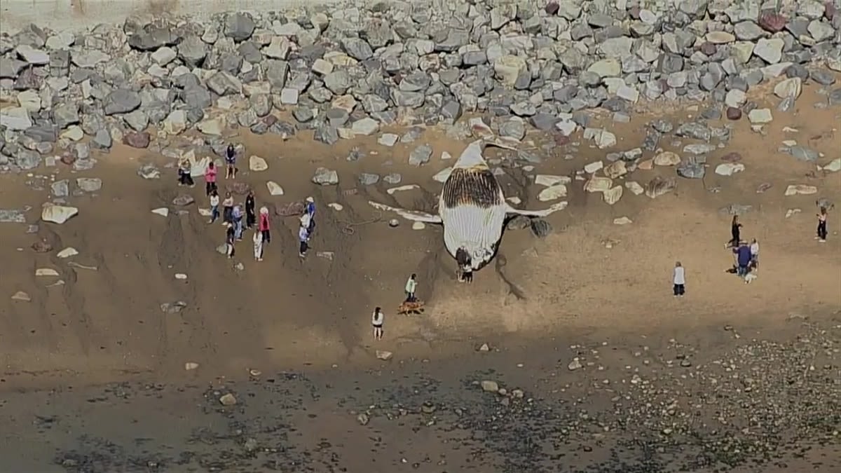 Dead whale washes ashore in Swampscott after previously getting stranded in Marblehead - Boston News, Weather, Sports | WHDH 7News