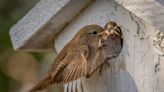 Outdoors: Annual wren nesting at Mt. Hoo a success