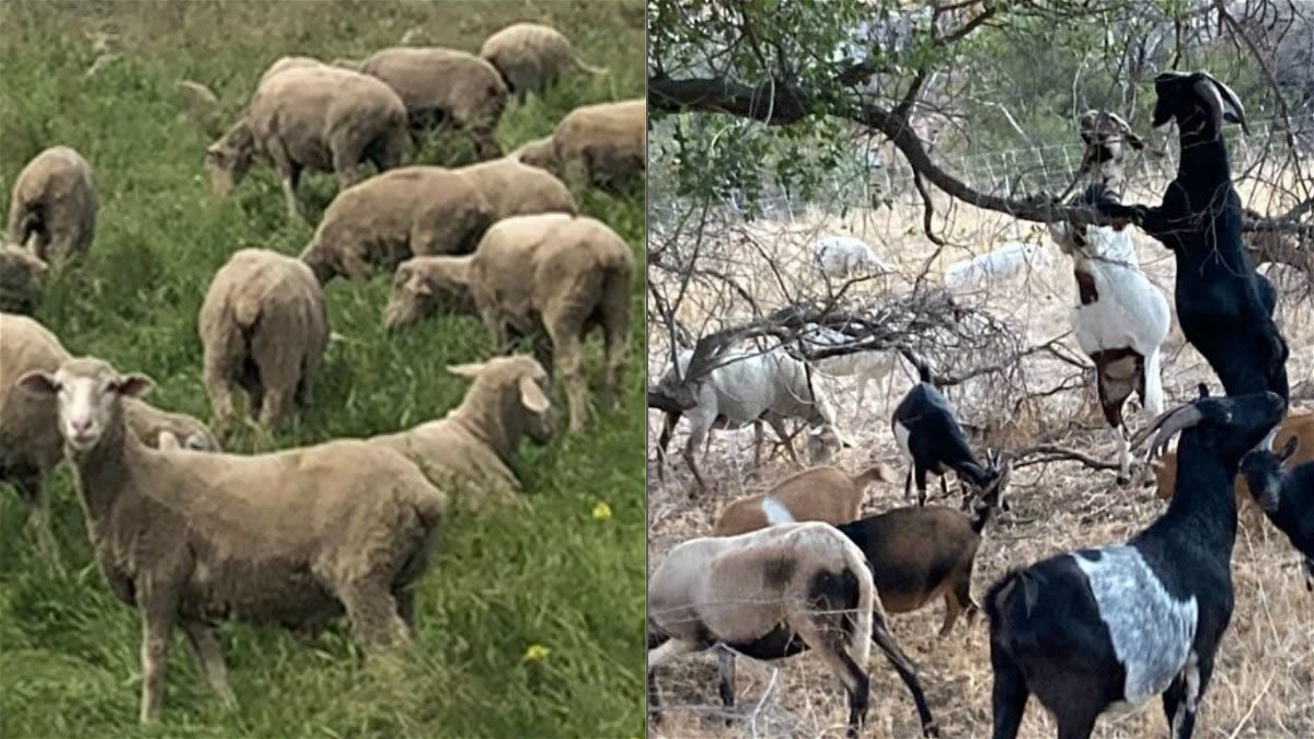 Goats and sheep now grazing at Elings Park for eco-friendly purposes