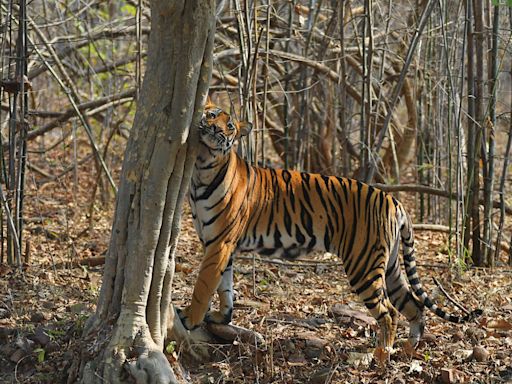 Tribals launch protests against eviction from 54 tiger reserves