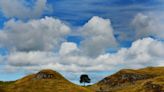 King receives first Sycamore Gap tree seedling nearly eight months after felling