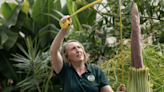 How to keep a corpse alive: Tips from Colorado State’s rare flower caretaker