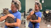 Missing cat reunites with owners in Thousand Palms