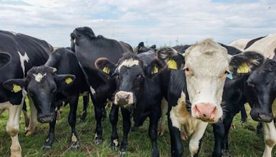 World’s first carbon tax on livestock will cost farmers $100 per cow