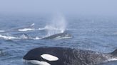 Video shows a rare brawl between a pod of orcas and 2 humpback whales in the Pacific Ocean