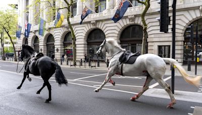 Military horses from London's Household Cavalry to return to duty 'in due course'