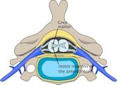 Motor neuron diseases