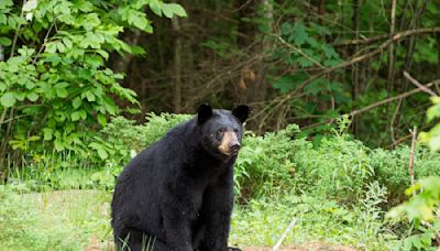 New Jersey Woman's Casual Response When Black Bear Sits Down to Hang Out is Impressive