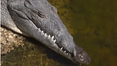 Un cocodrilo trasladado a una isla de Florida hace un viaje de 100 millas de regreso al mismo lugar
