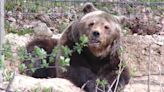 Nach tödlichem Bärenangriff: Schärfere Gesetze in Rumänien geplant