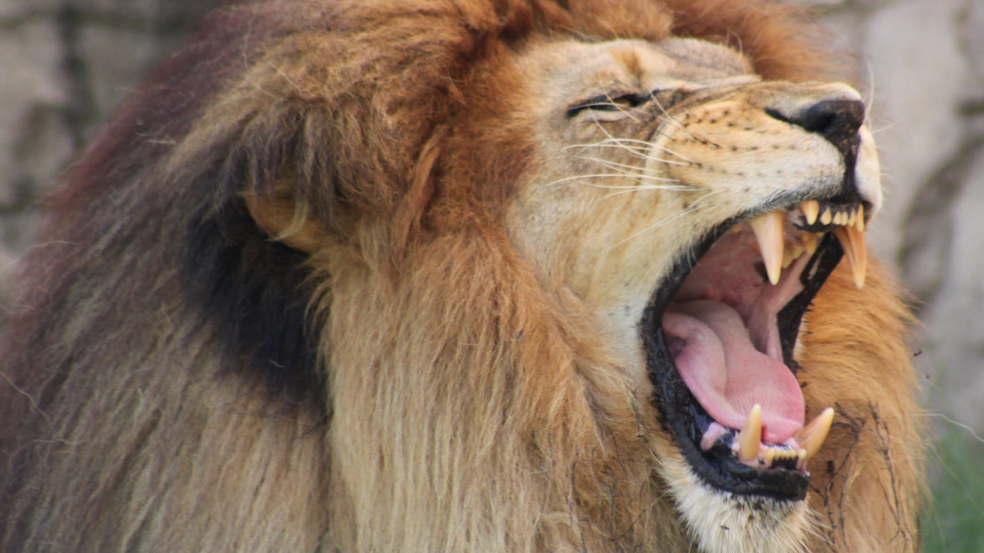 32 of the loudest animals on Earth